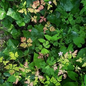 Meet your Posher, Rachael